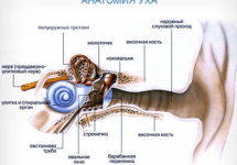 Анатомия наружного и среднего уха человека