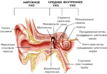 Как устроено человеческое ухо