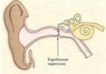 Роль барабанной перепонки, повреждения, симптомы и лечение